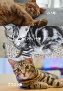 アメリカンショートヘアの種類